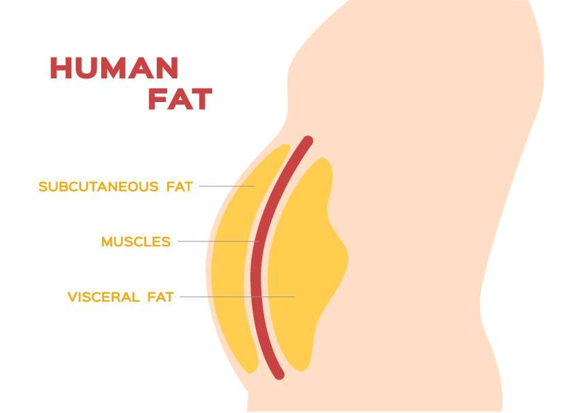 Are There Different Types Of Fat