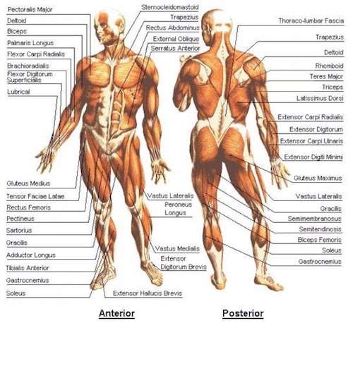 In What Order Should Muscle Groups Be Worked Out