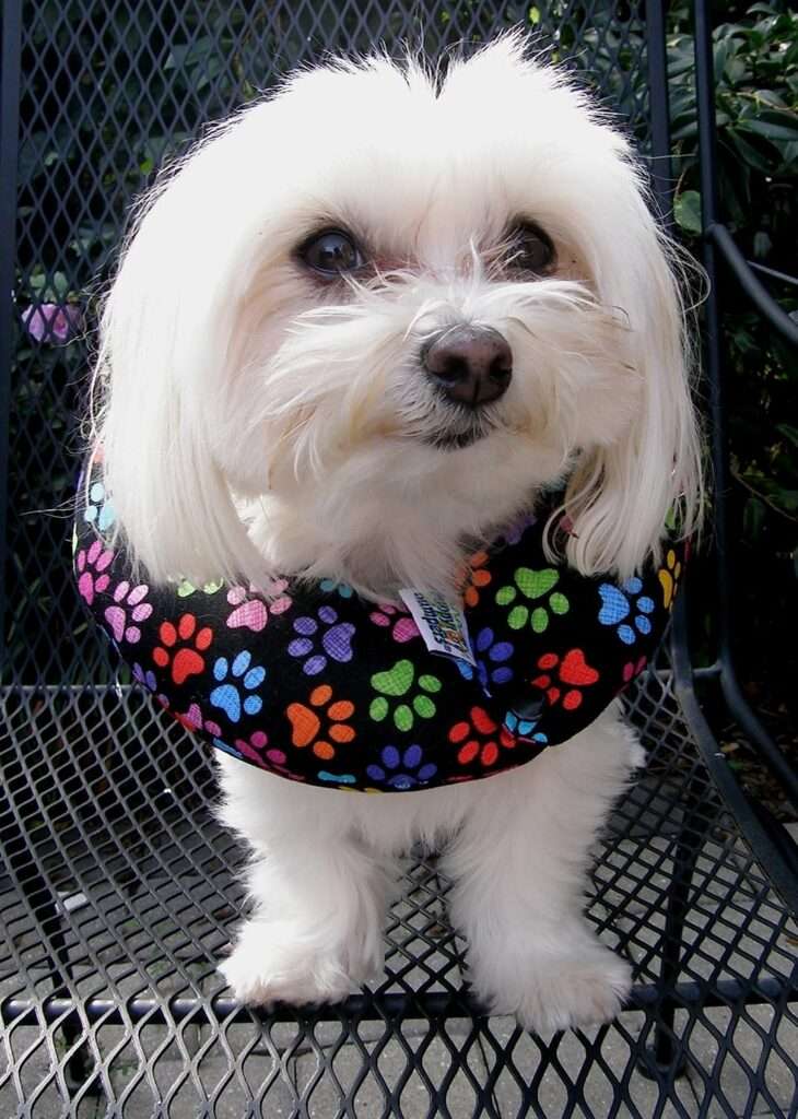 Puppy Bumpers Keep Your Dog on The Safe Side of The Fence - Rainbow Paw (Up to 10)