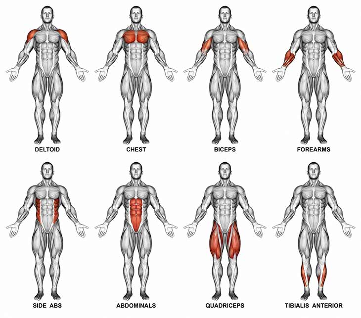 What Muscle Groups Should You Work Together For Optimal Results