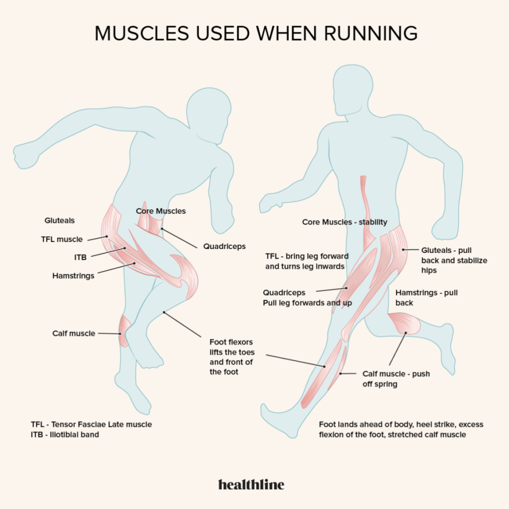 When Youre Running, Which Muscle Groups Are Most Engaged