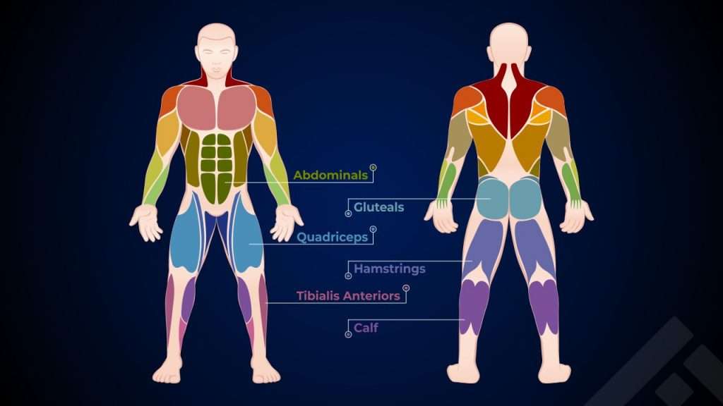 When Youre Running, Which Muscle Groups Are Most Engaged